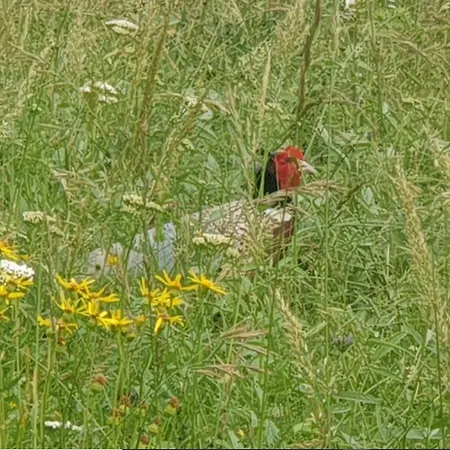 Seuls En Pleine Nature - La Côte Blanche Casa de Férias Puygaillard-de-Quercy