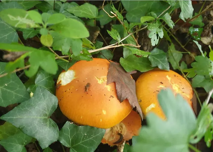 Seuls En Pleine Nature - La Côte Blanche *