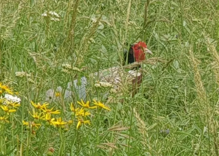 Seuls En Pleine Nature - La Côte Blanche Hébergement de vacances Puygaillard-de-Quercy