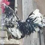 Seuls En Pleine Nature - La Cote Blanche Holiday home *