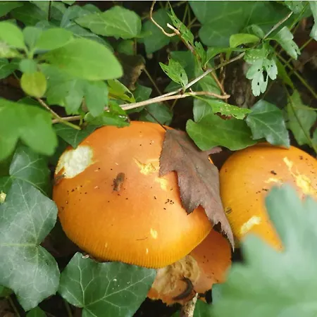 Seuls En Pleine Nature - La Cote Blanche *